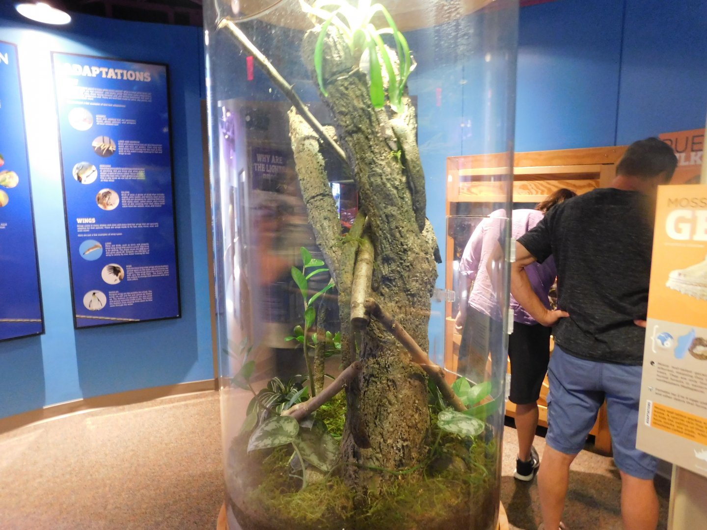 Discovery Zoo - Mossy Leaf-Tailed Gecko Exhibit - Sep. 2020