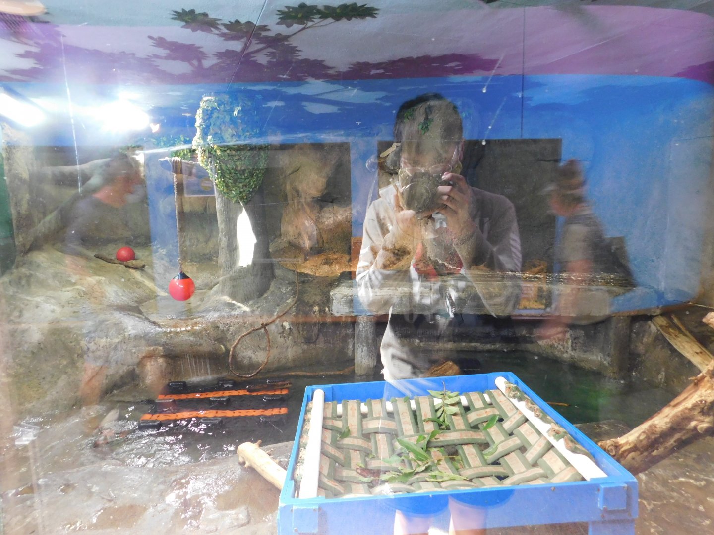 Discovery Zoo - North American River Otter Exhibit - Sep. 2020