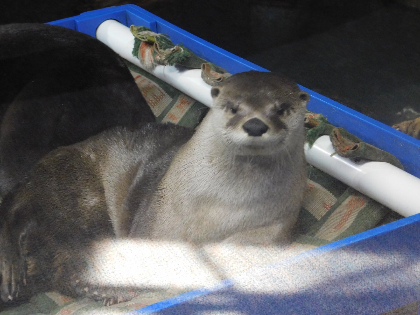 Discovery Zoo - North American River Otter - Sep. 2020