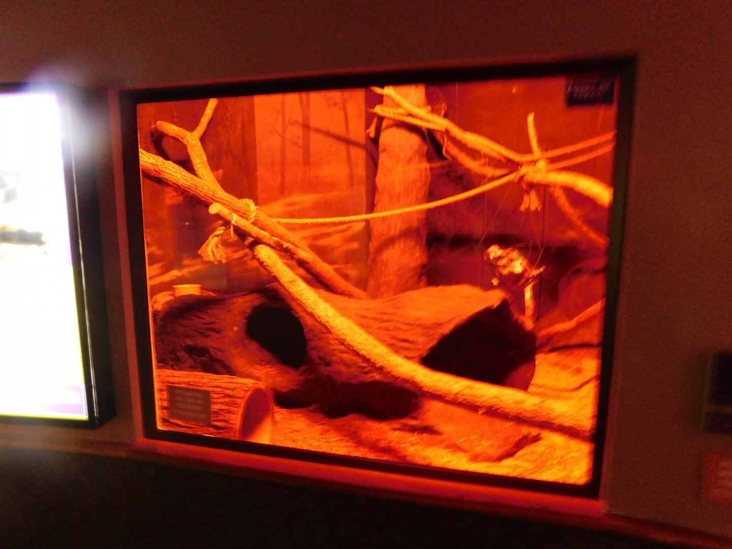 Discovery Zoo - Prehensile-Tailed Porcupine Exhibit - Sep. 2020