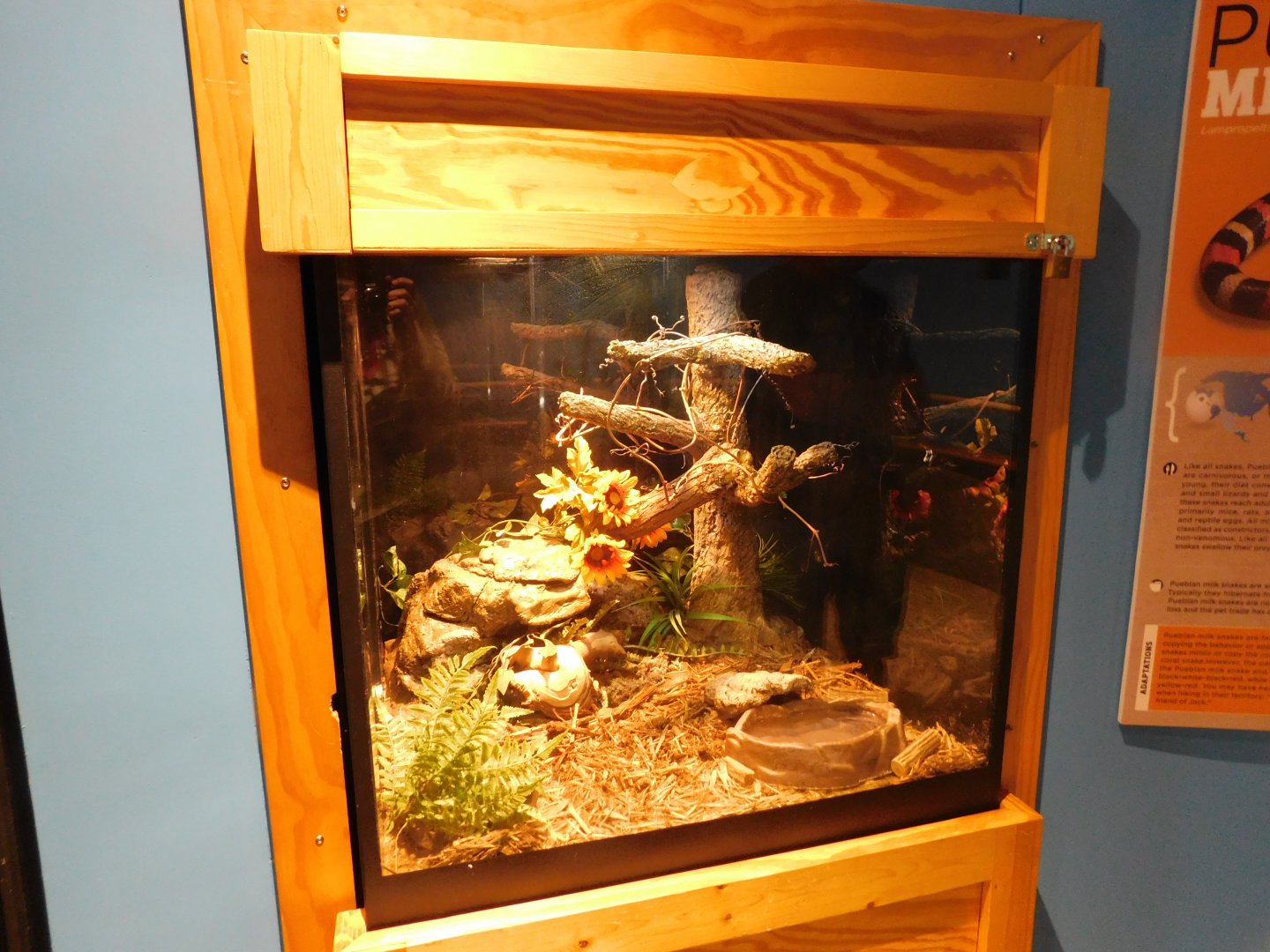 Discovery Zoo - Pueblan Milk Snake Exhibit - Sep. 2020