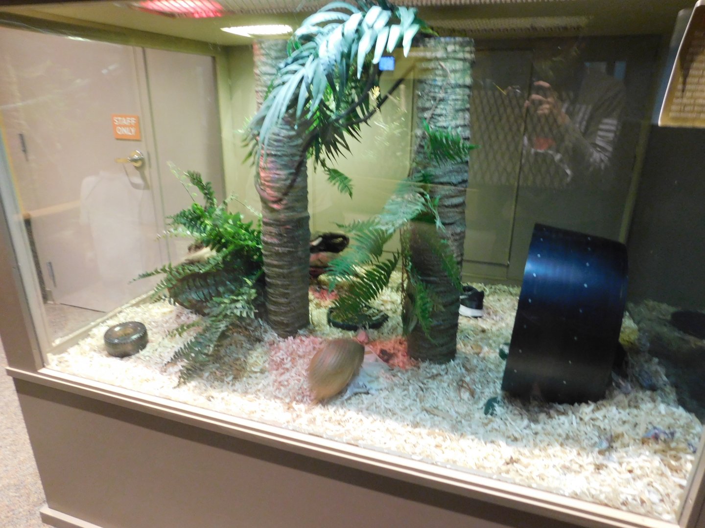 Discovery Zoo - Southern Three-Banded Armadillo Exhibit - Sep. 2020