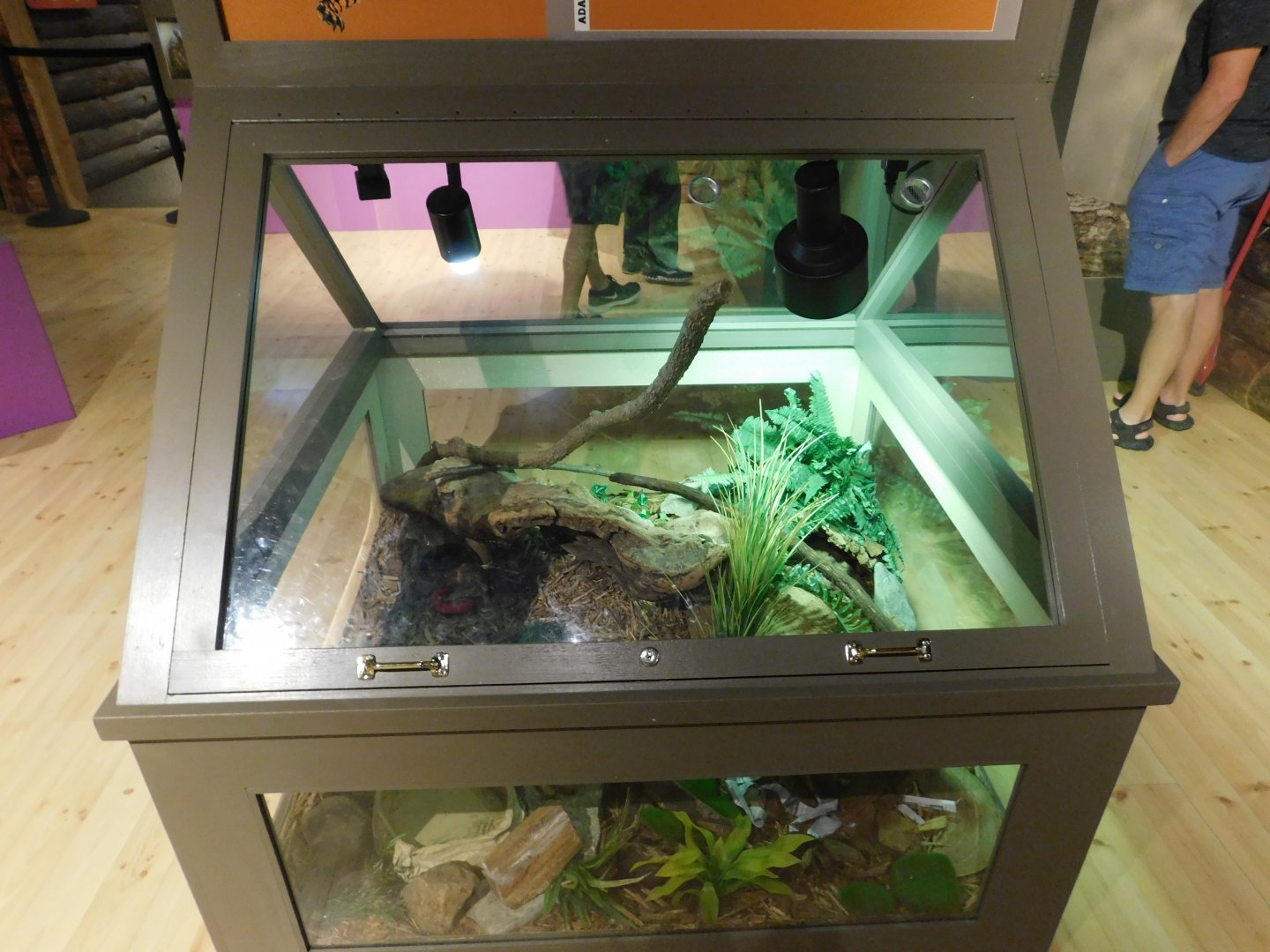 Discovery Zoo Stage - Eastern Box Turtle Exhibit - Sep. 2020