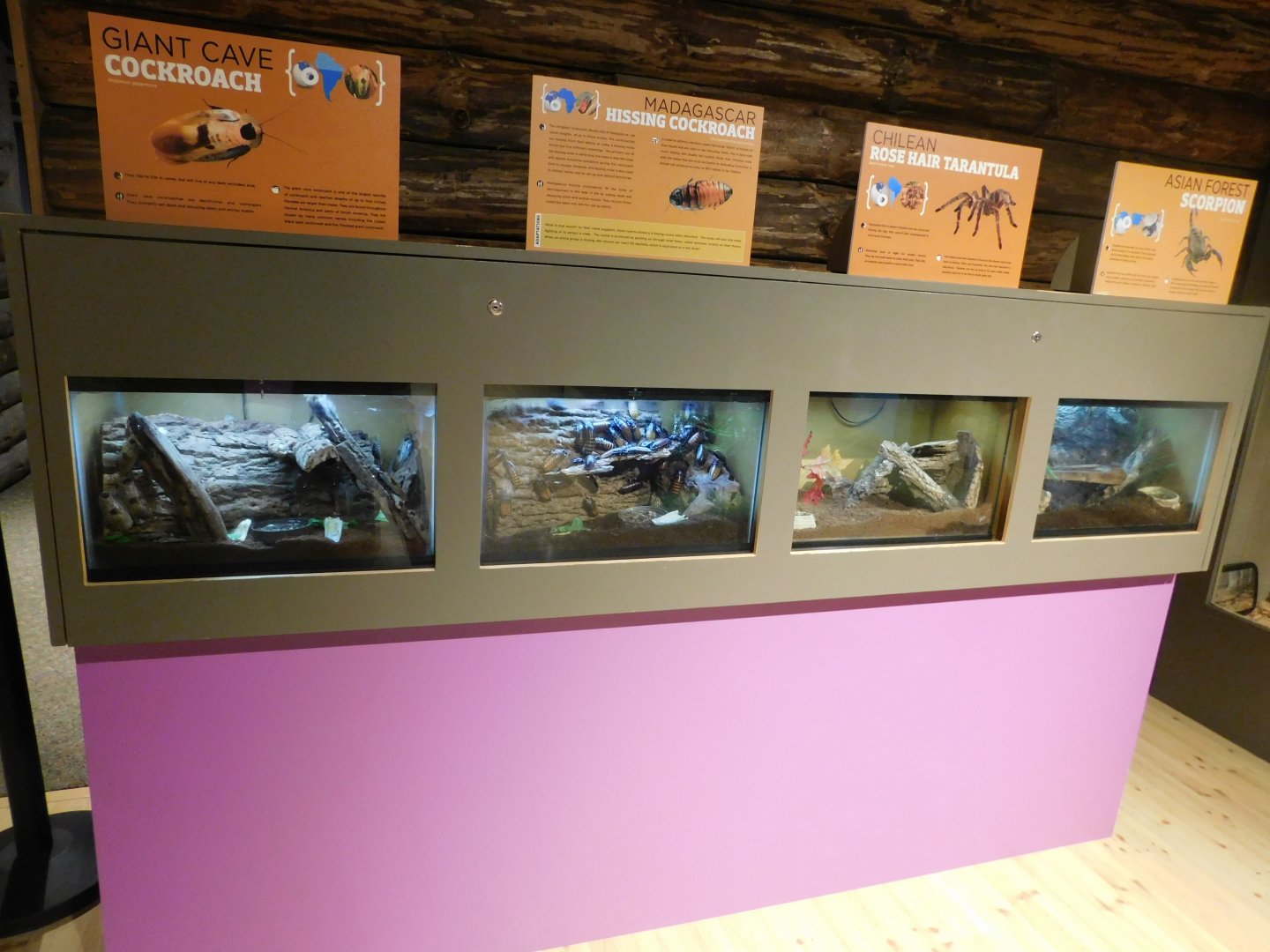 Discovery Zoo Stage - Invertebrate Exhibits - Sep. 2020