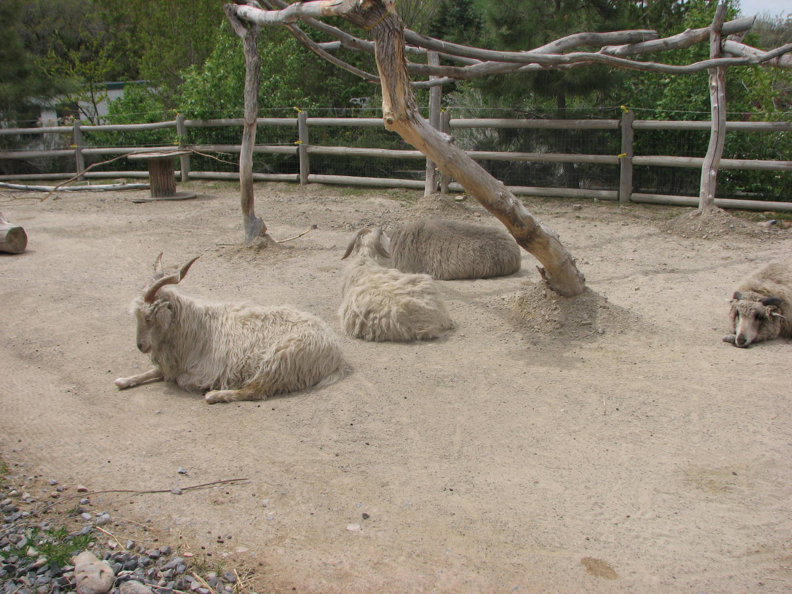 Discoveryland Desert Canyon - Angora Goat and Navajo Sheep