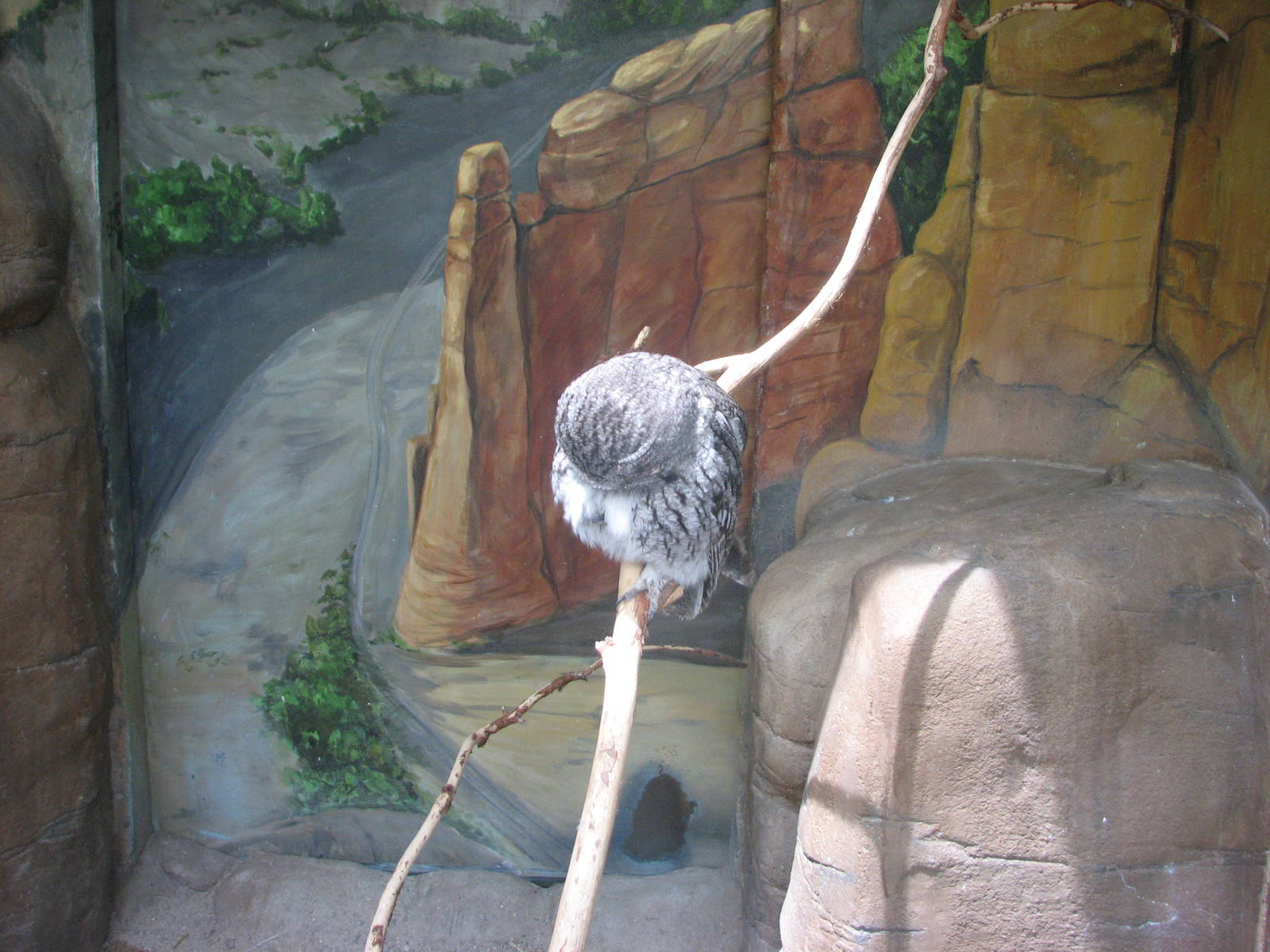 Discoveryland Desert Canyon - Eastern Screech Owl