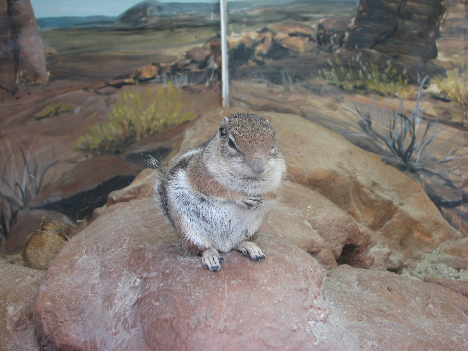 Discoveryland Desert Canyon - Harris Antelope Squirrel