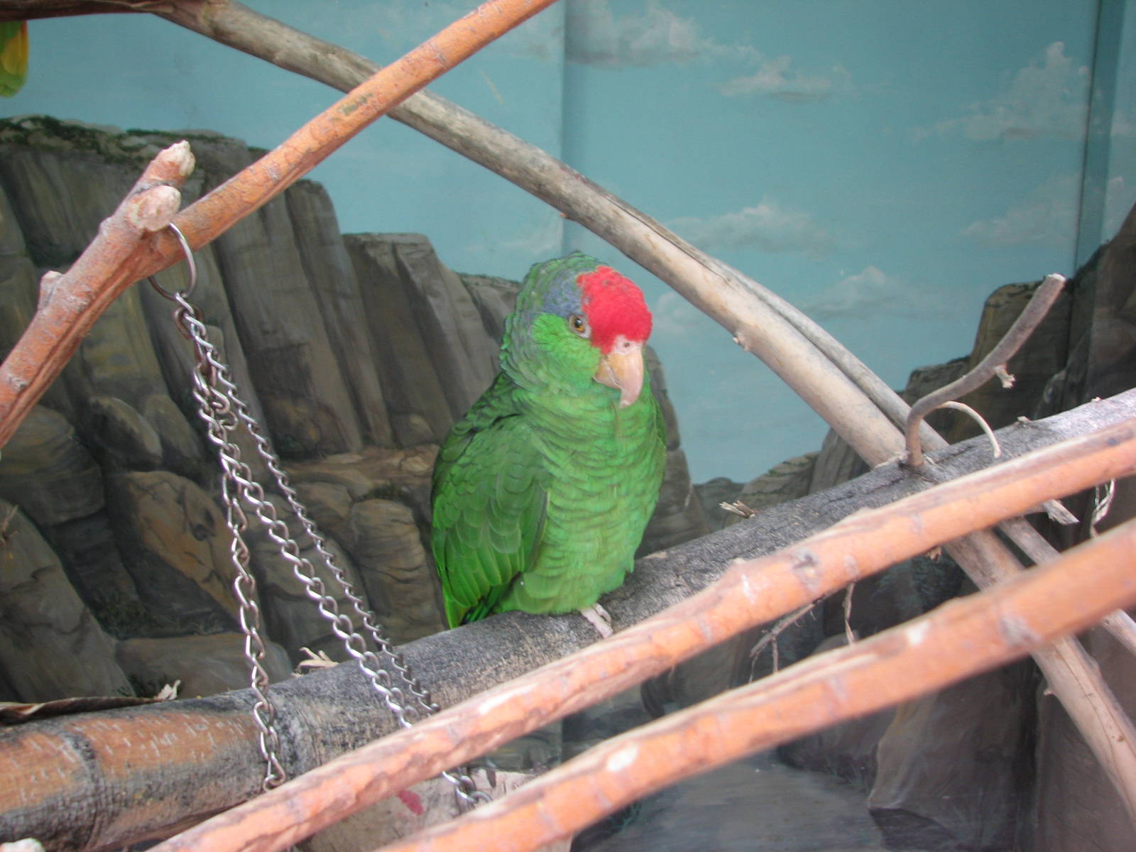 Discoveryland Desert Canyon - Lilac-crowned Amazon