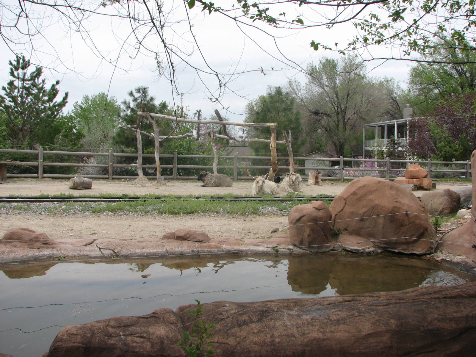 Discoveryland Desert Canyon - Navajo Sheep and Angora Goat Exhibit
