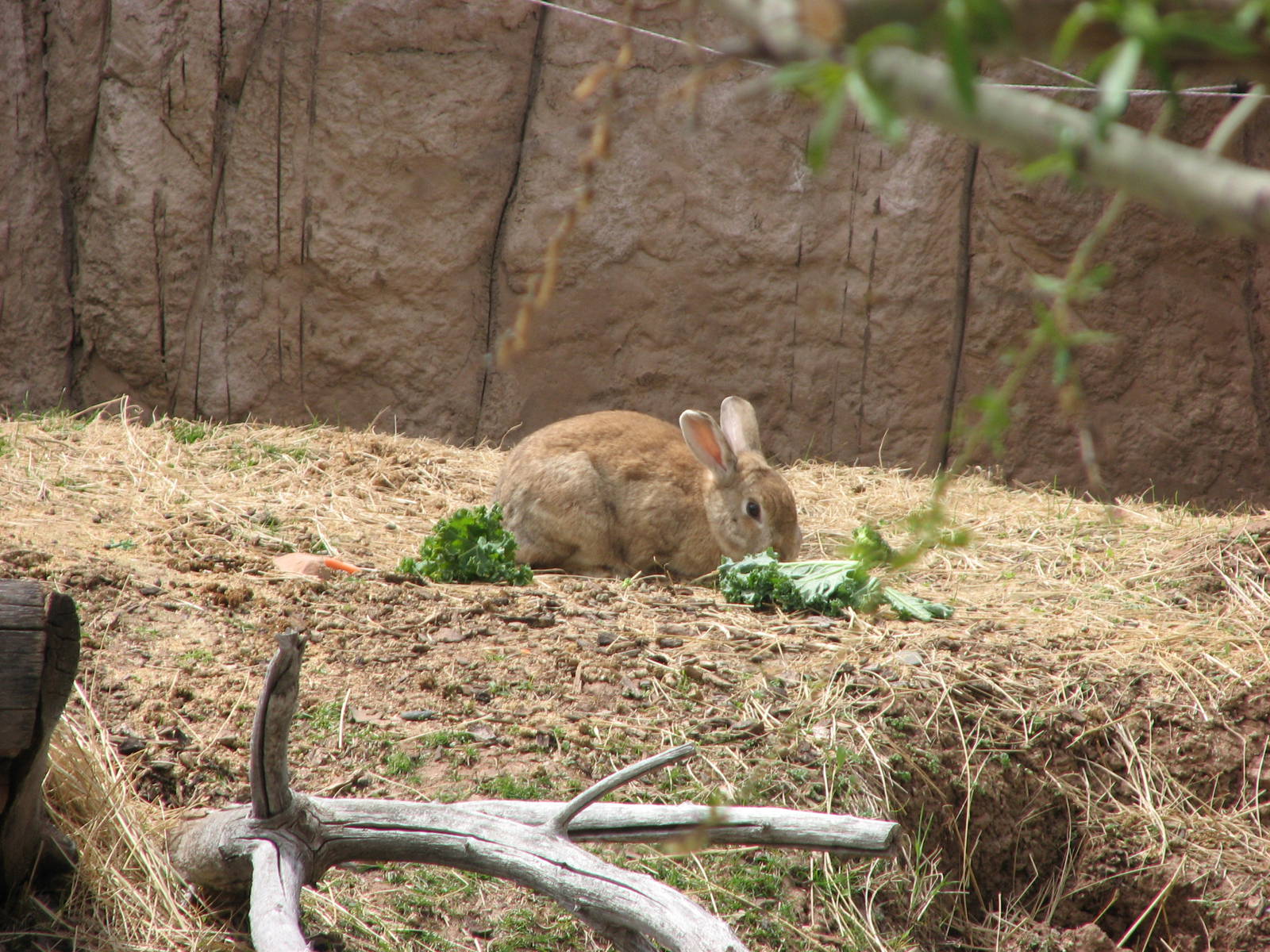 Discoveryland Knoll and Burrow - Domestic Rabbit