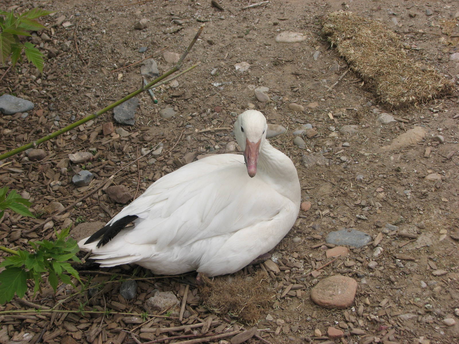Discoveryland Marsh - Snow Goose