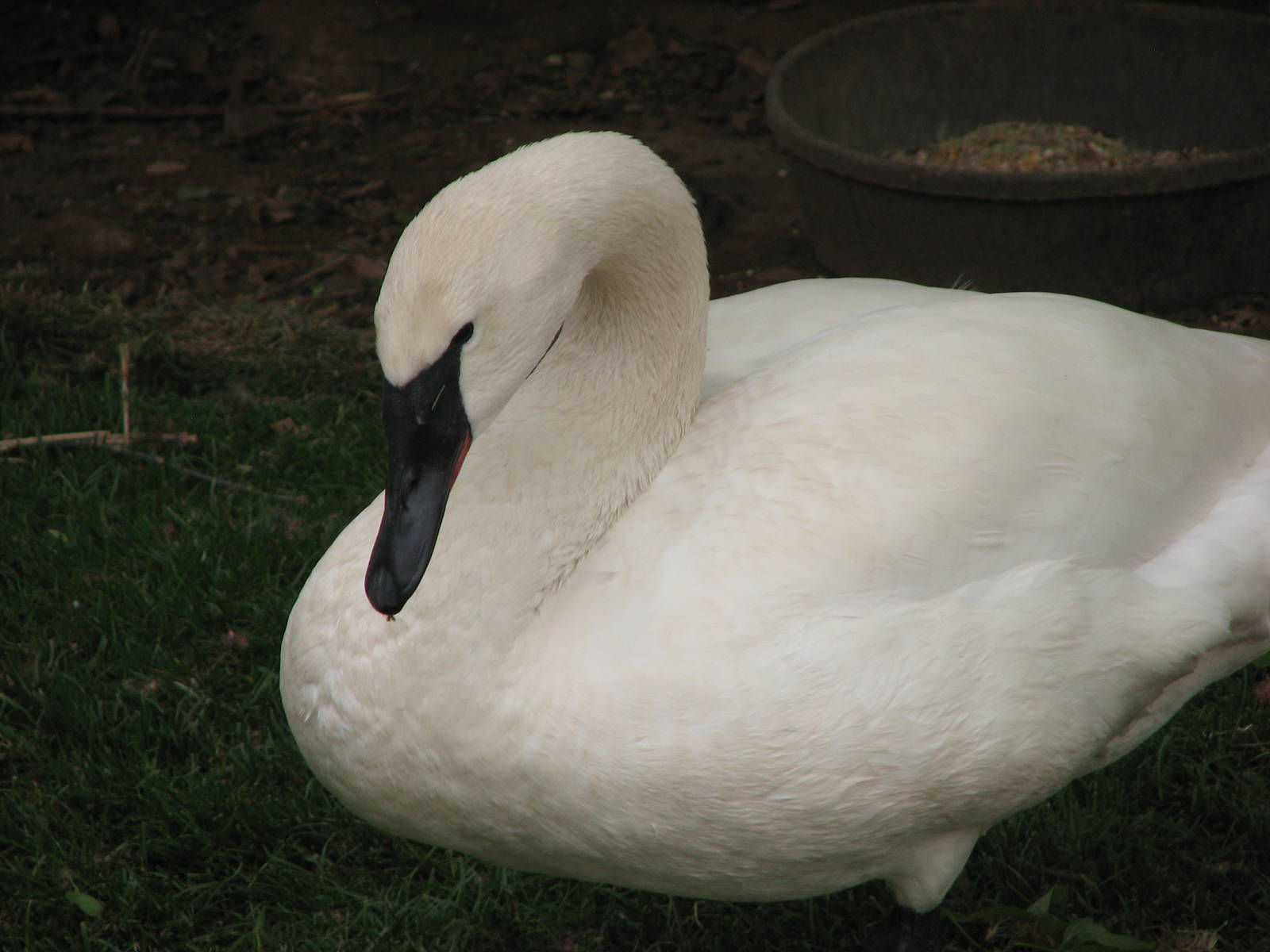 Discoveryland Marsh - Trumpeter Swan