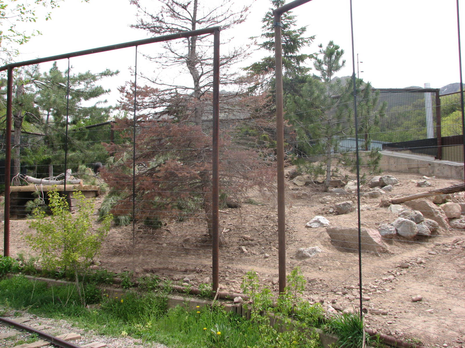 Discoveryland Woodland Edge - Chacoan Peccary Exhibit