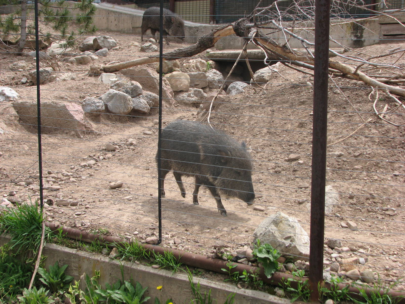 Discoveryland Woodland Edge - Chacoan Peccary