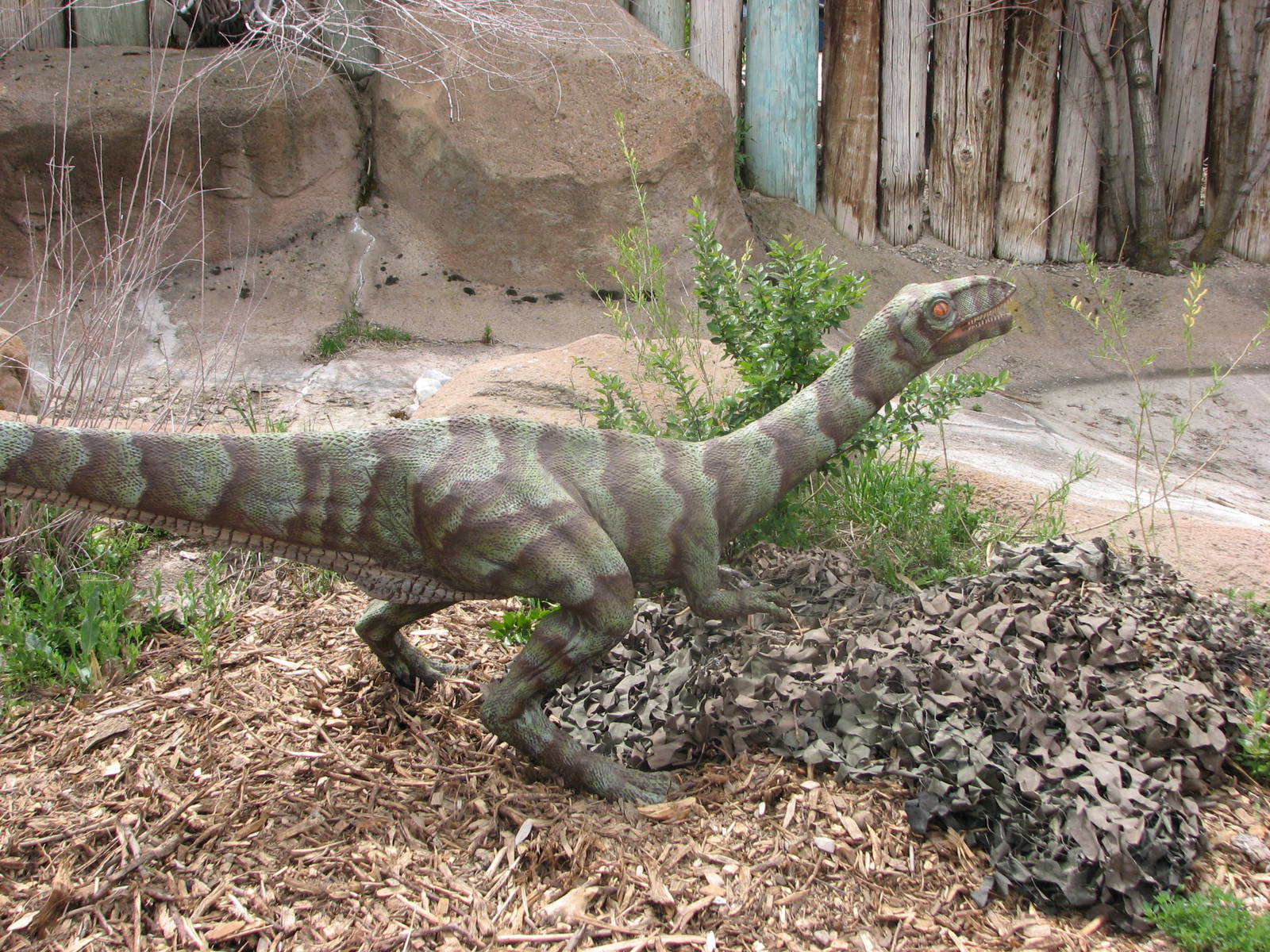 Discoveryland Woodland Edge - Zoorassic Park