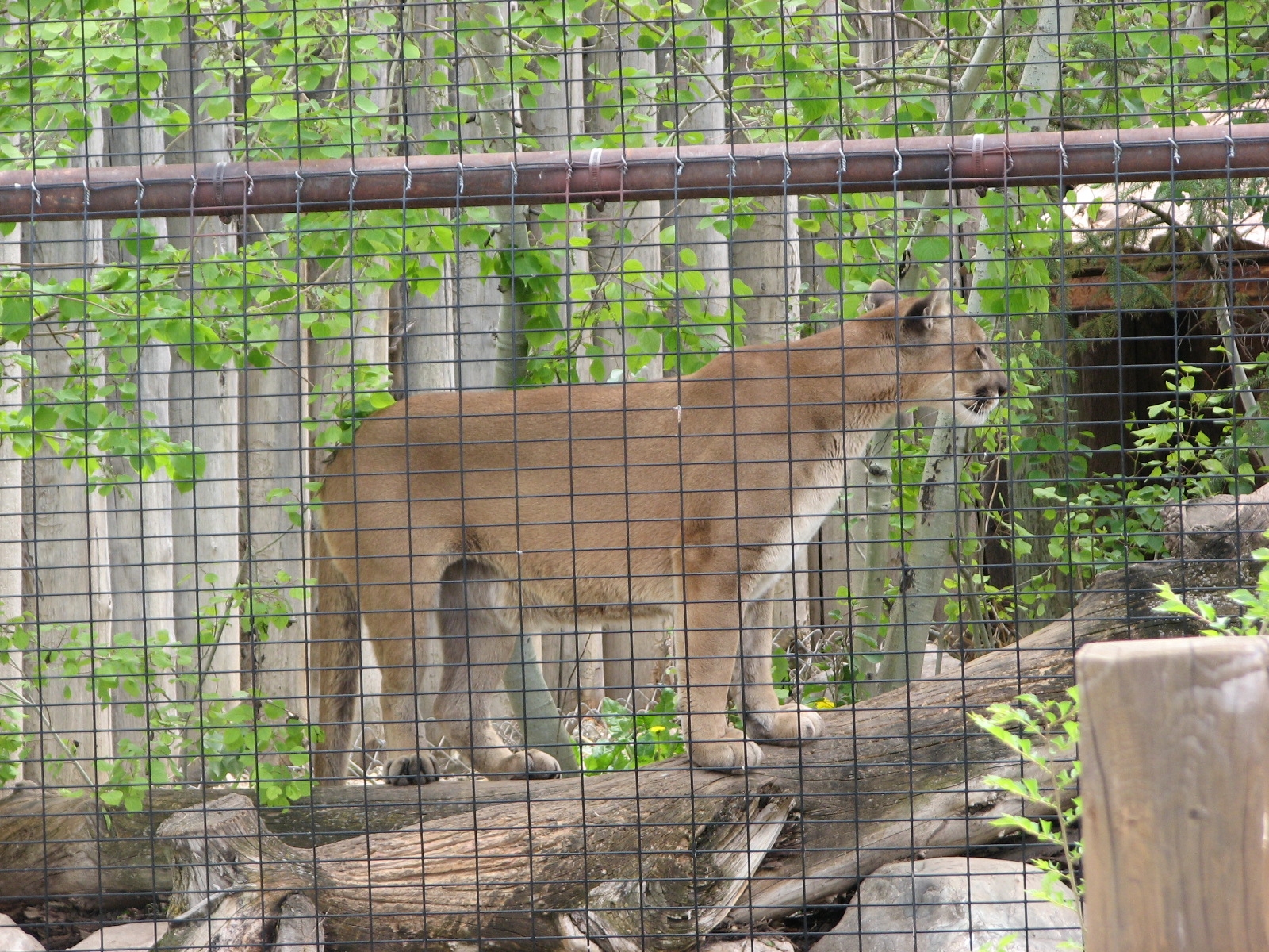Discoveryland - Woodland Edge
