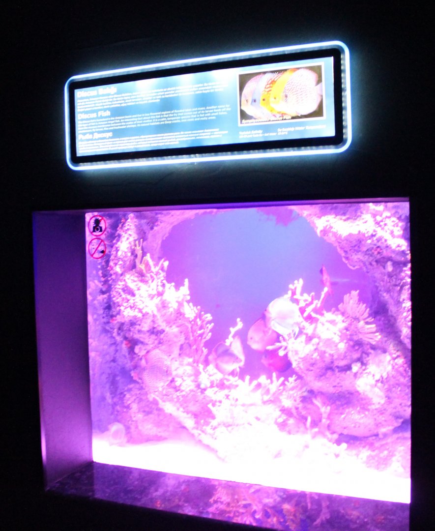 Discus-aquarium