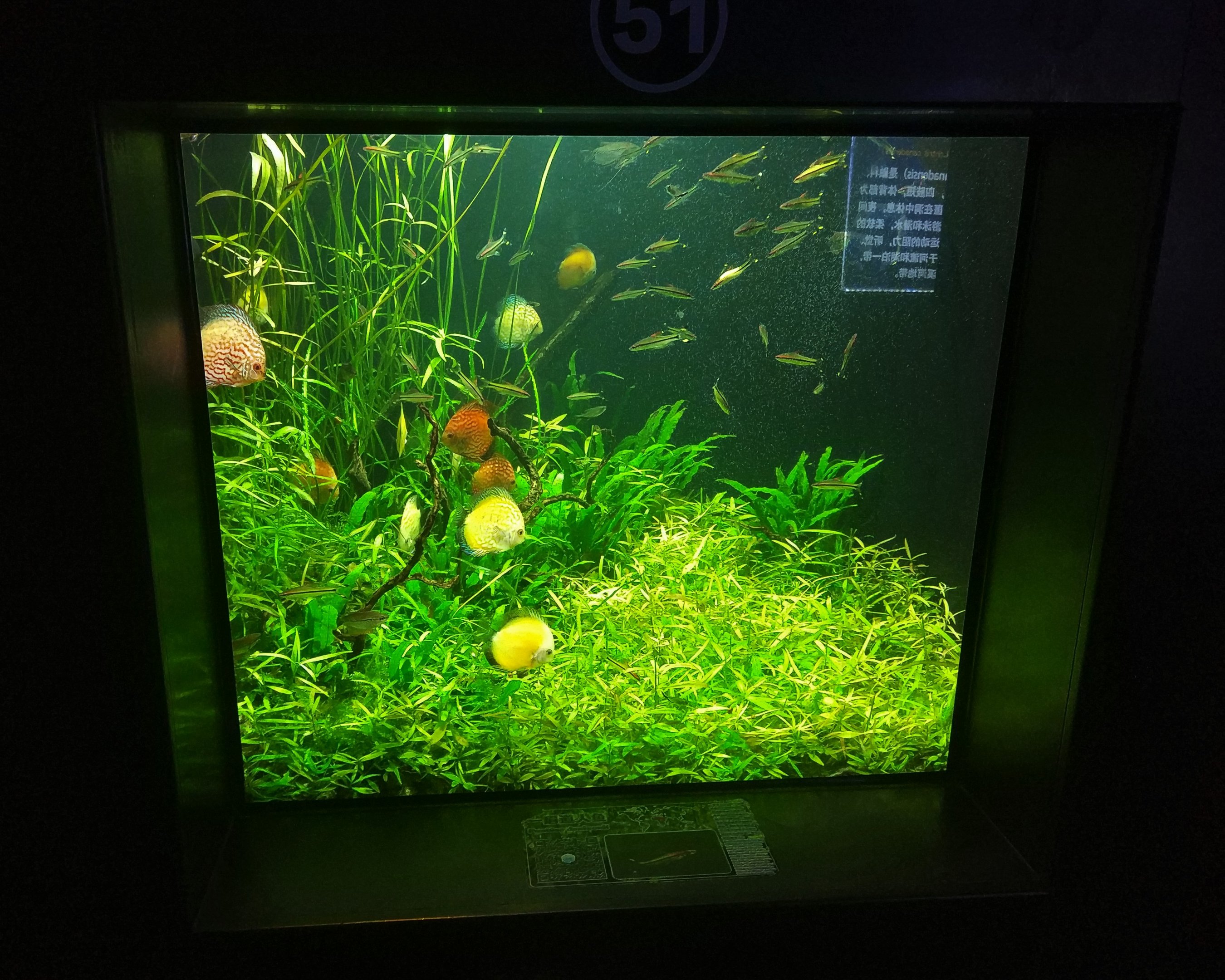 Discus Barb Gourami Tank