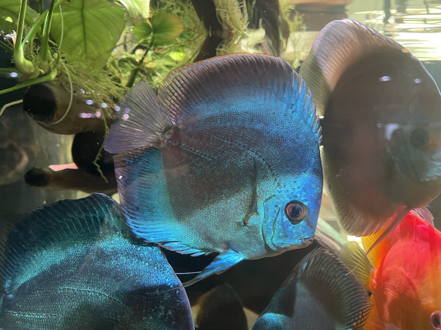 discus (blue diamond morph) (symphysodon sp.)