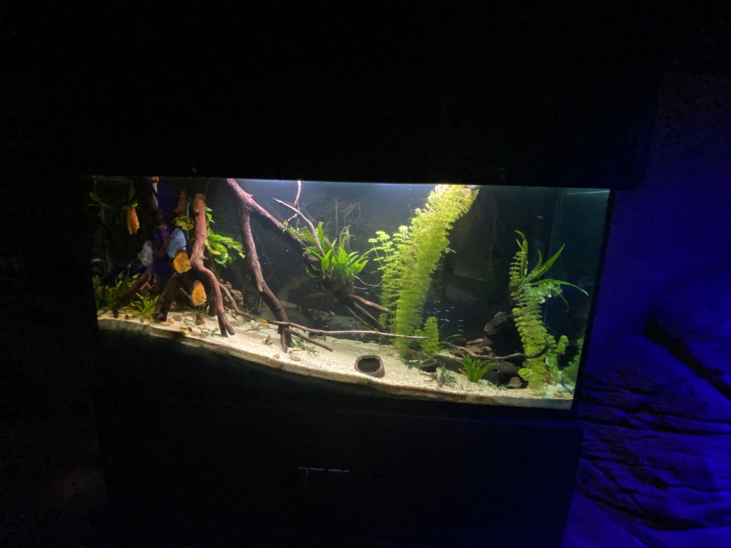 Discus cichlid aquarium