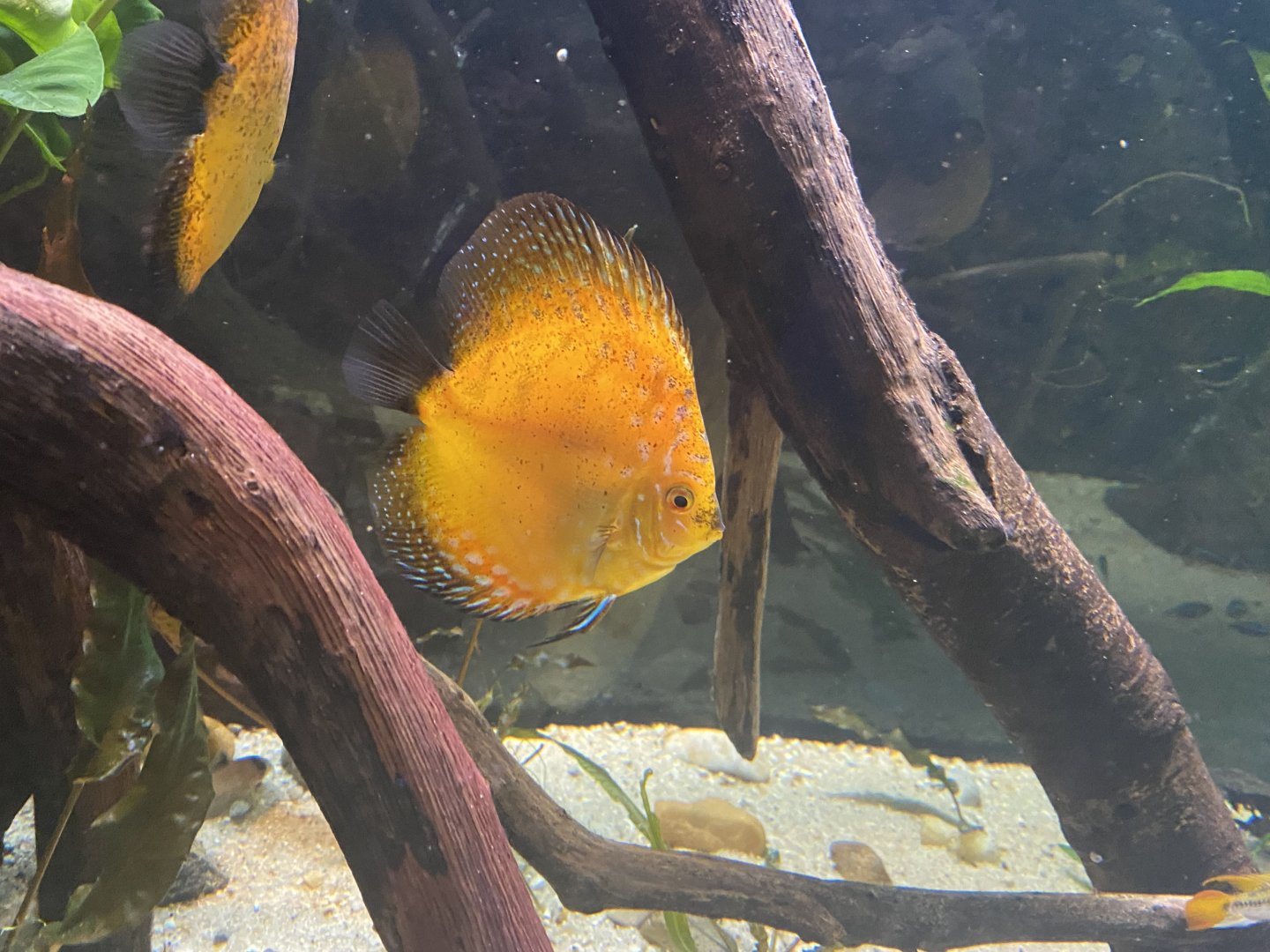 Discus cichlid
