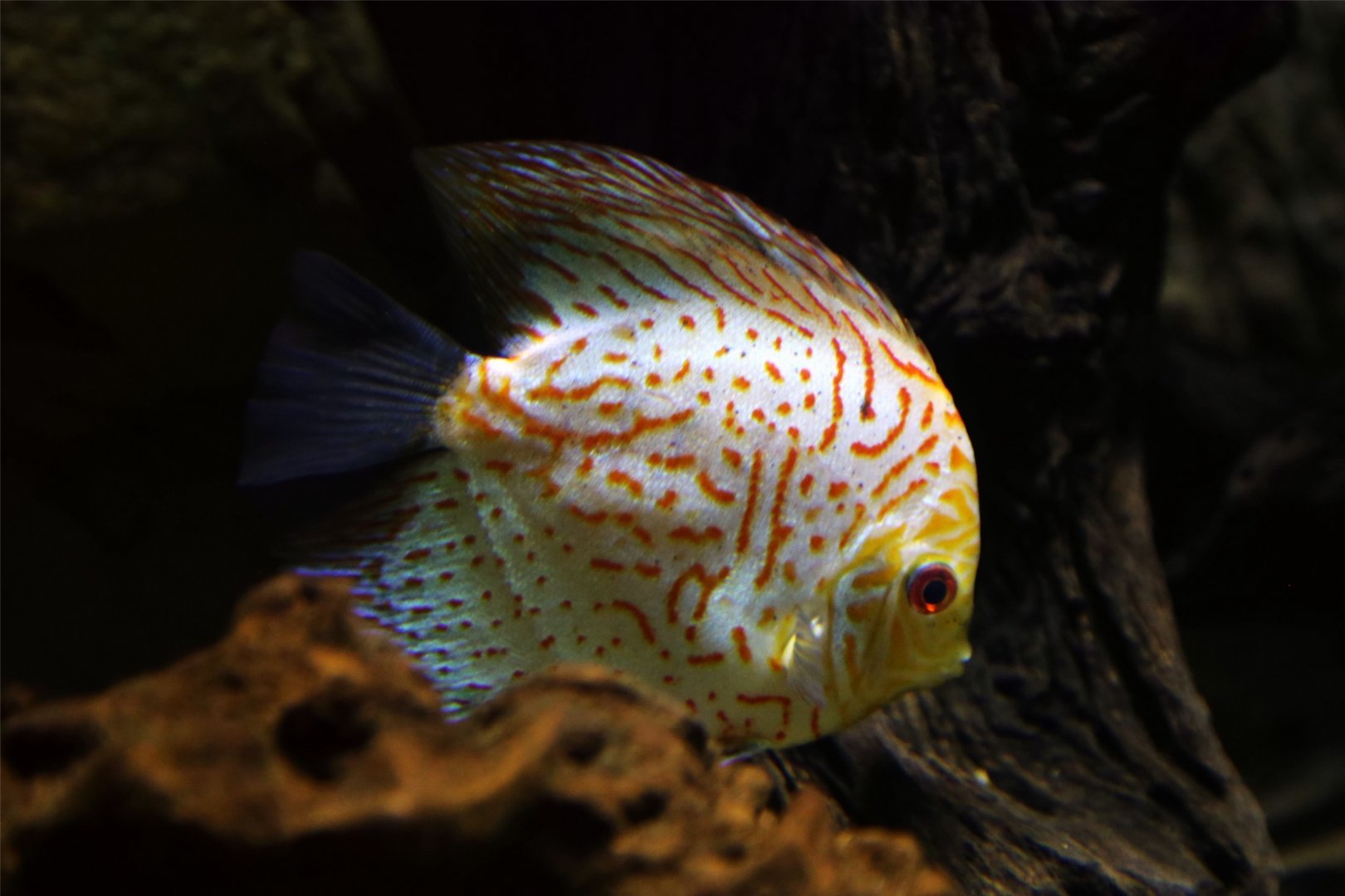 Discus, December 2015