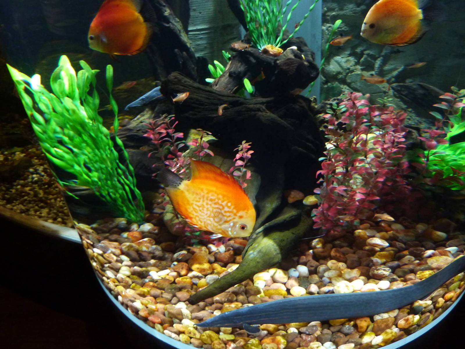Discus, fire eel & tetra tank