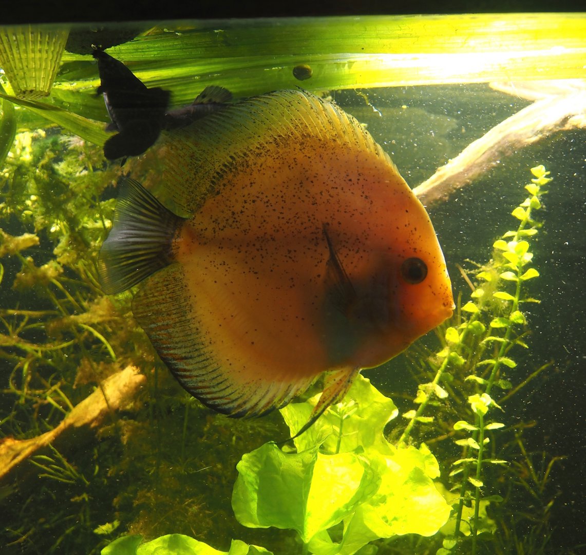 Discus fish (Symphysodon aequifasciatus), 2024-09-17