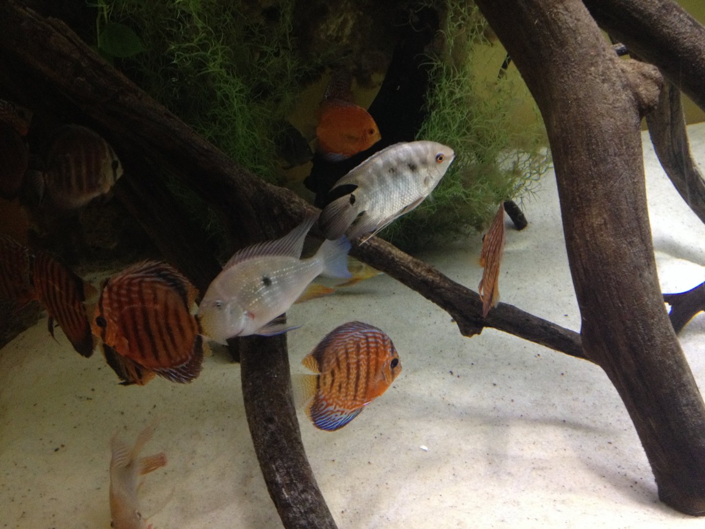 Discus, flag cichlids and eartheaters