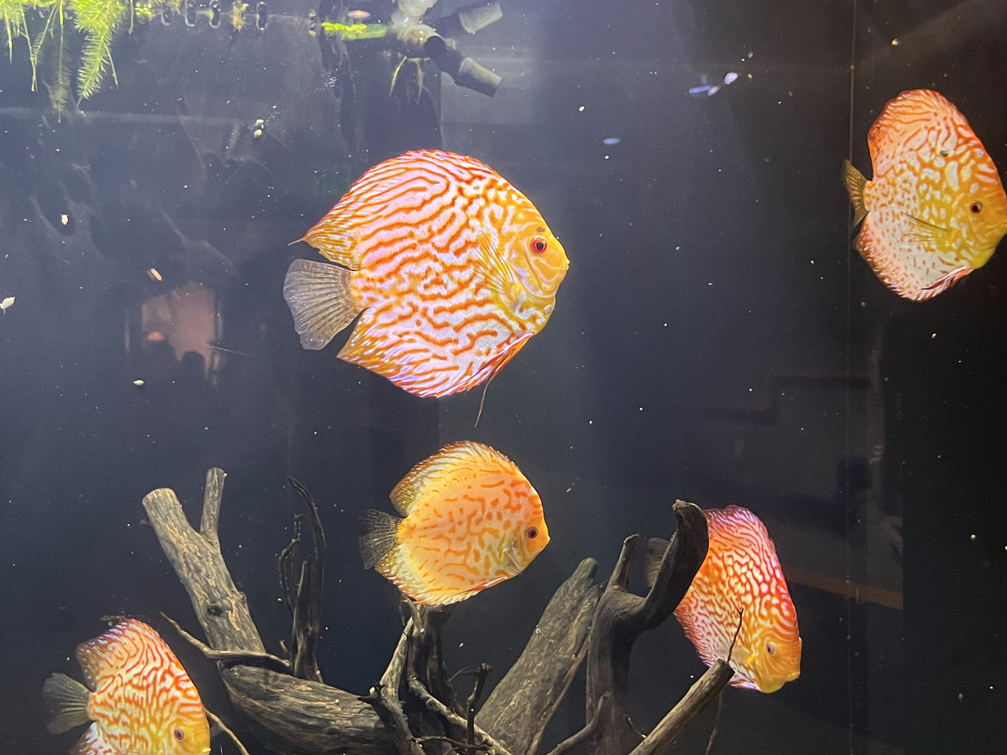Discus ID?