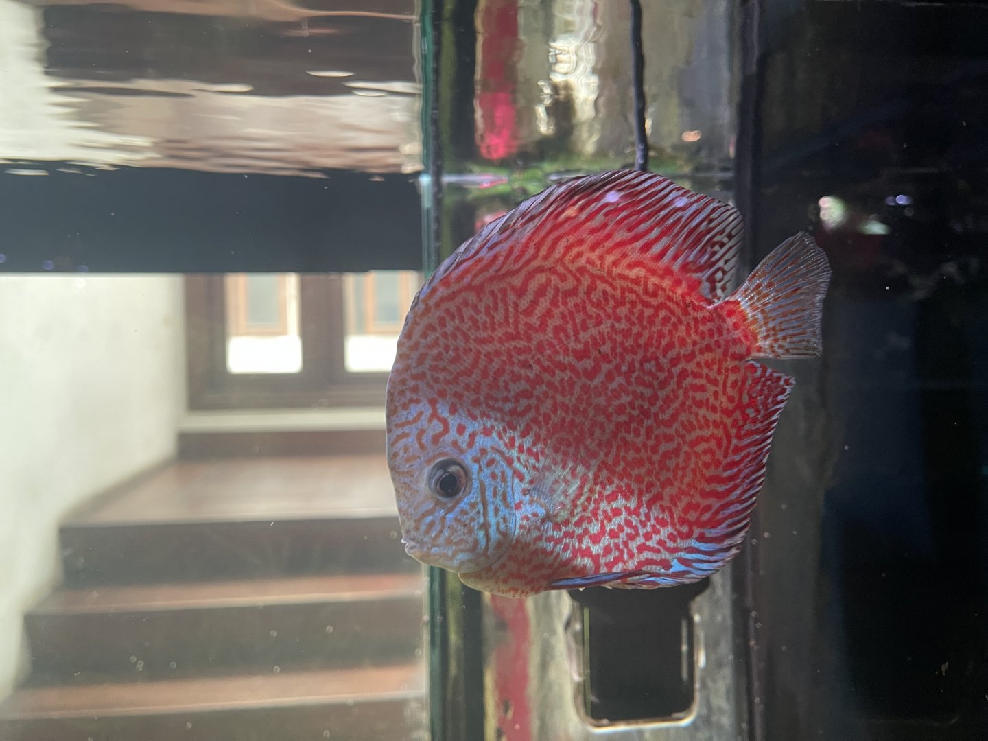 discus (leopard panthera morph) (symphysodon sp.)