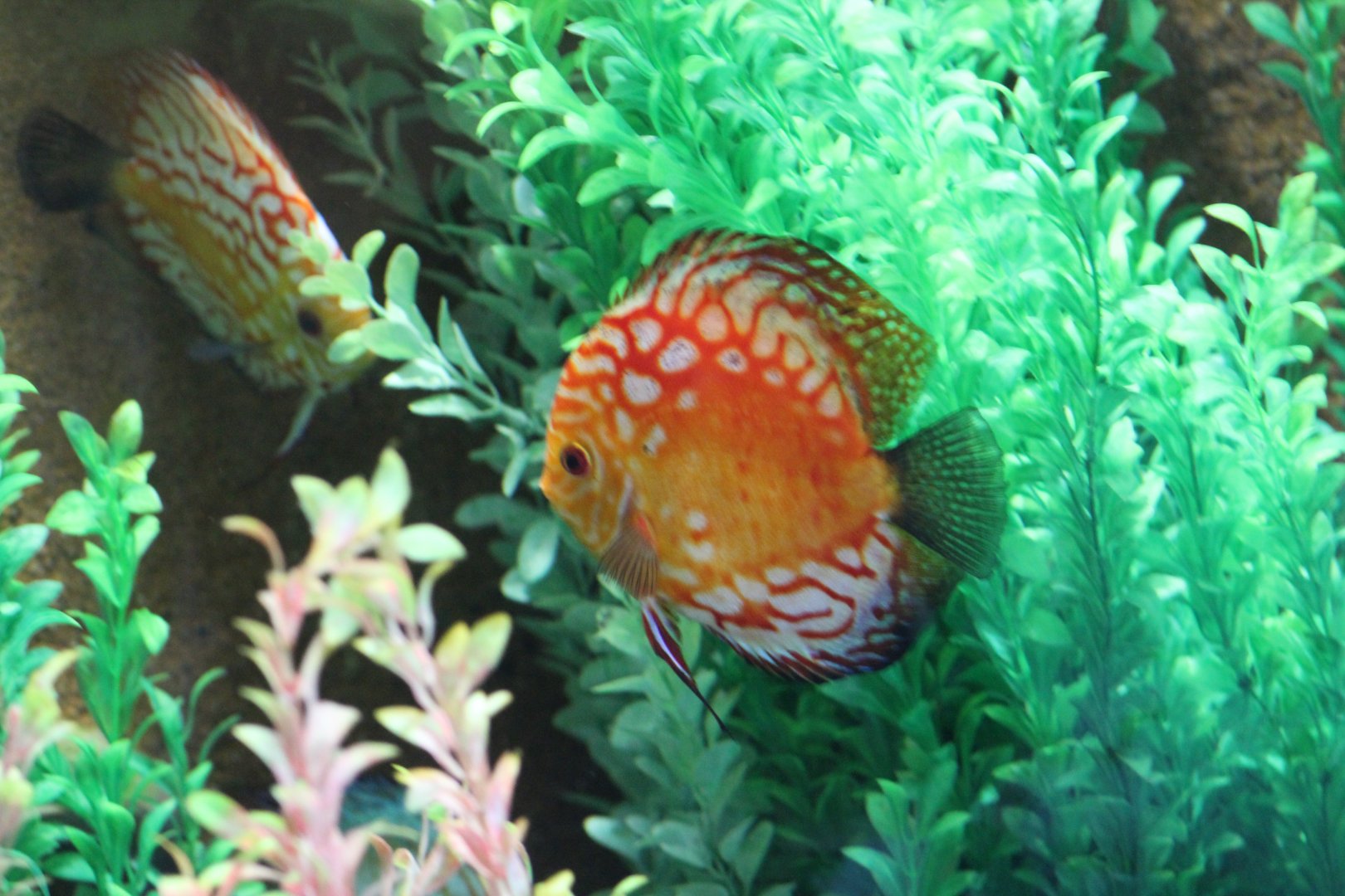 Discus Morph
