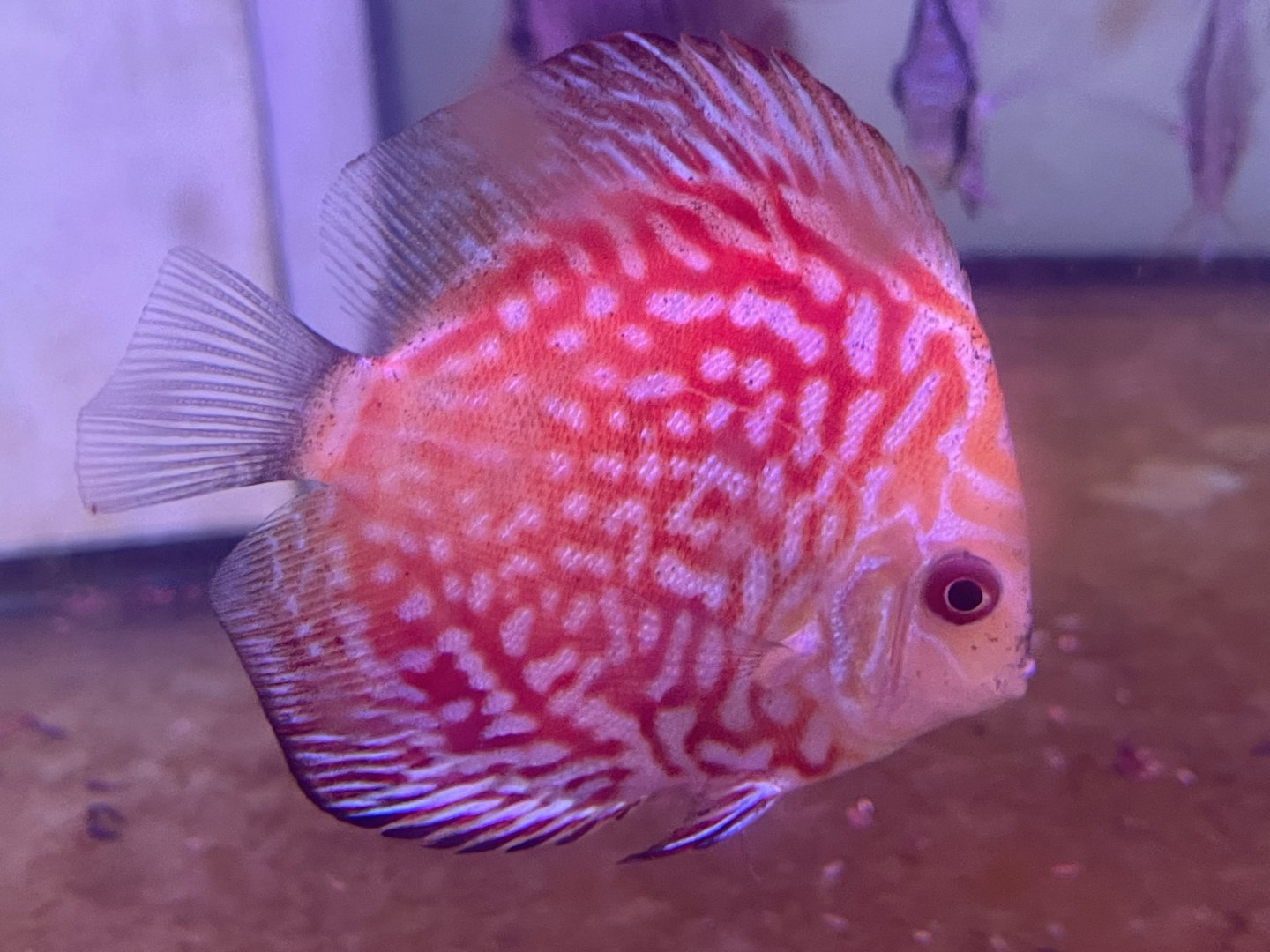 discus (pigeon blood morph) (symphysodon sp.)