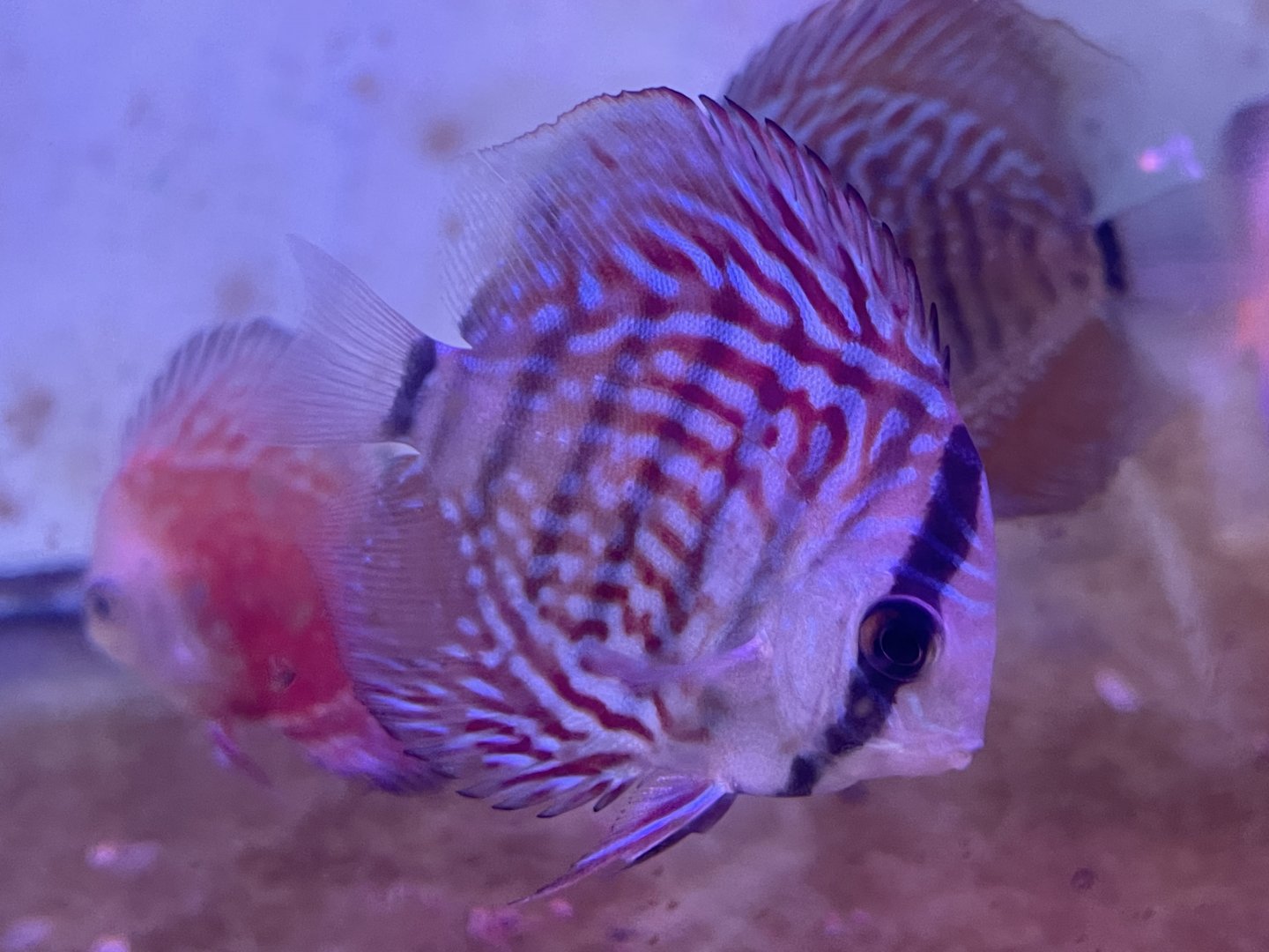 discus (royal blue morph) (symphysodon sp.)