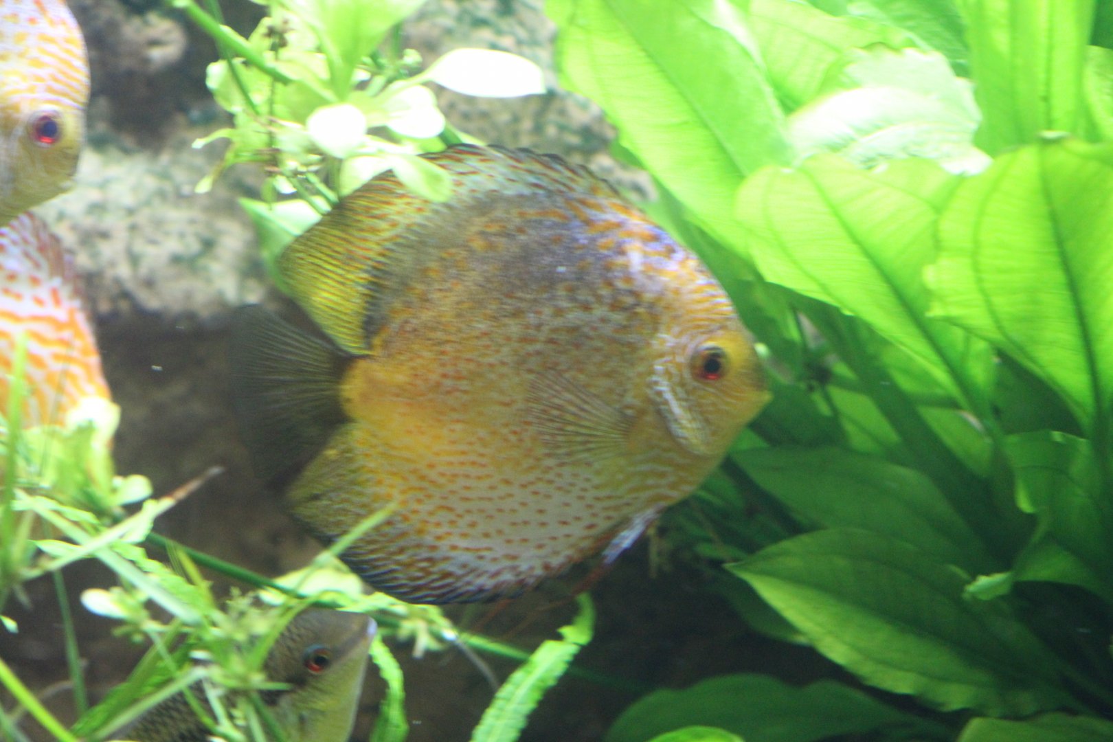 Discus sp.??