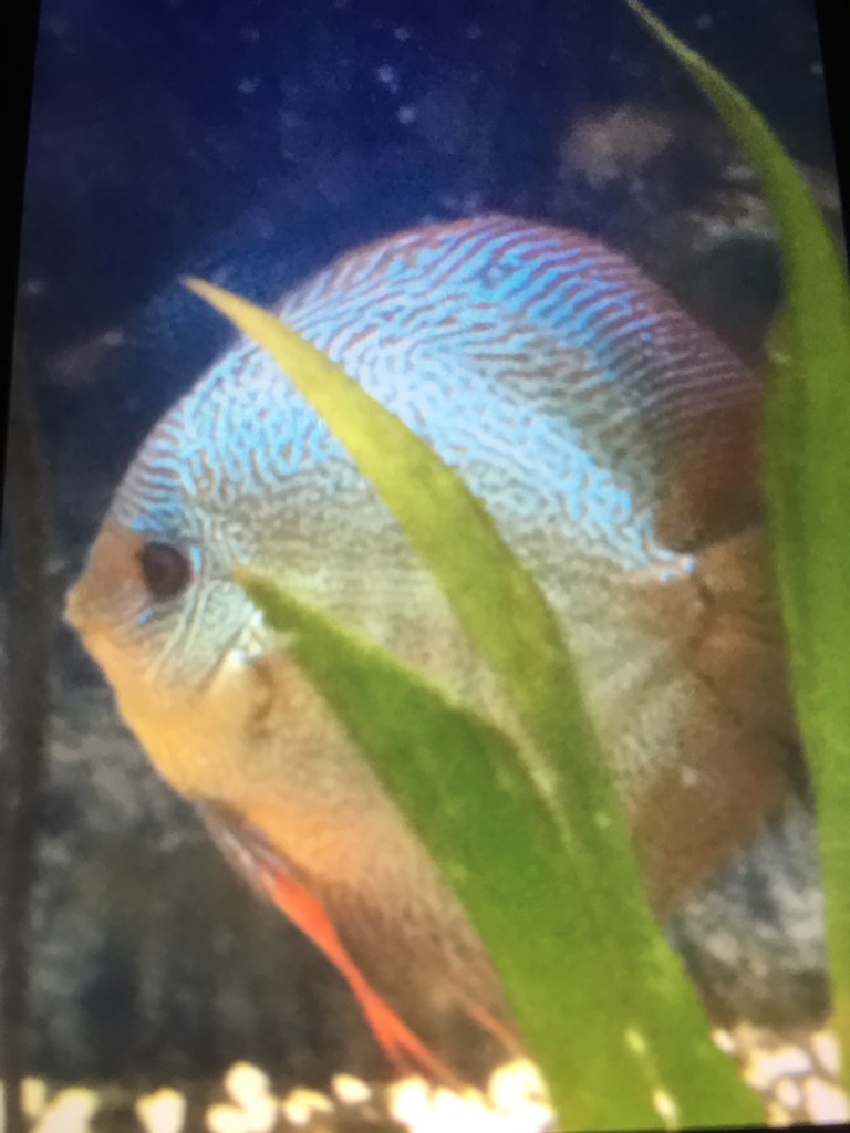 Discus Species?