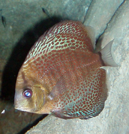 Discus (Symphysodon discus)