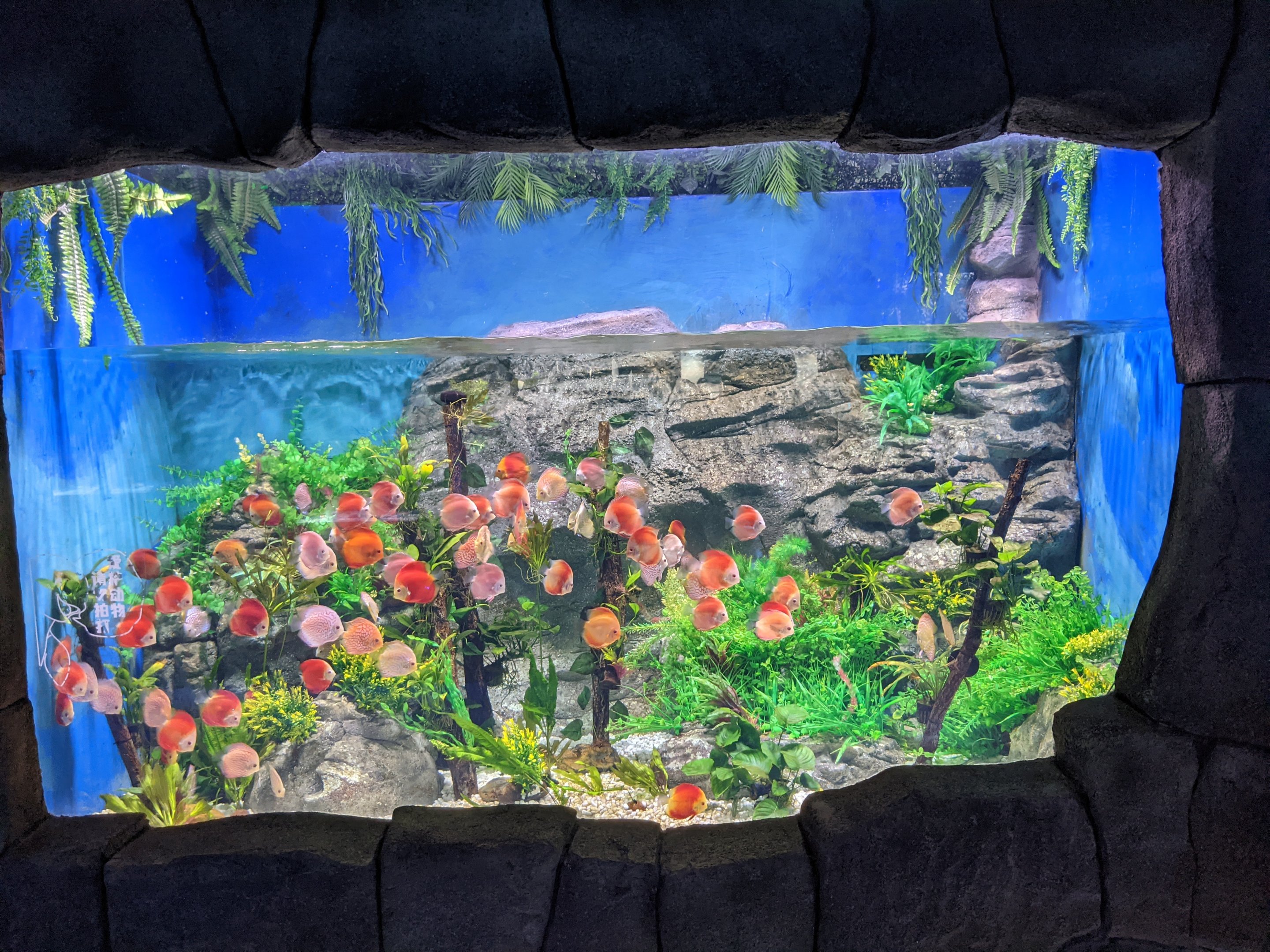 Discus (Symphysodon) - Ocean World (Guangzhou)