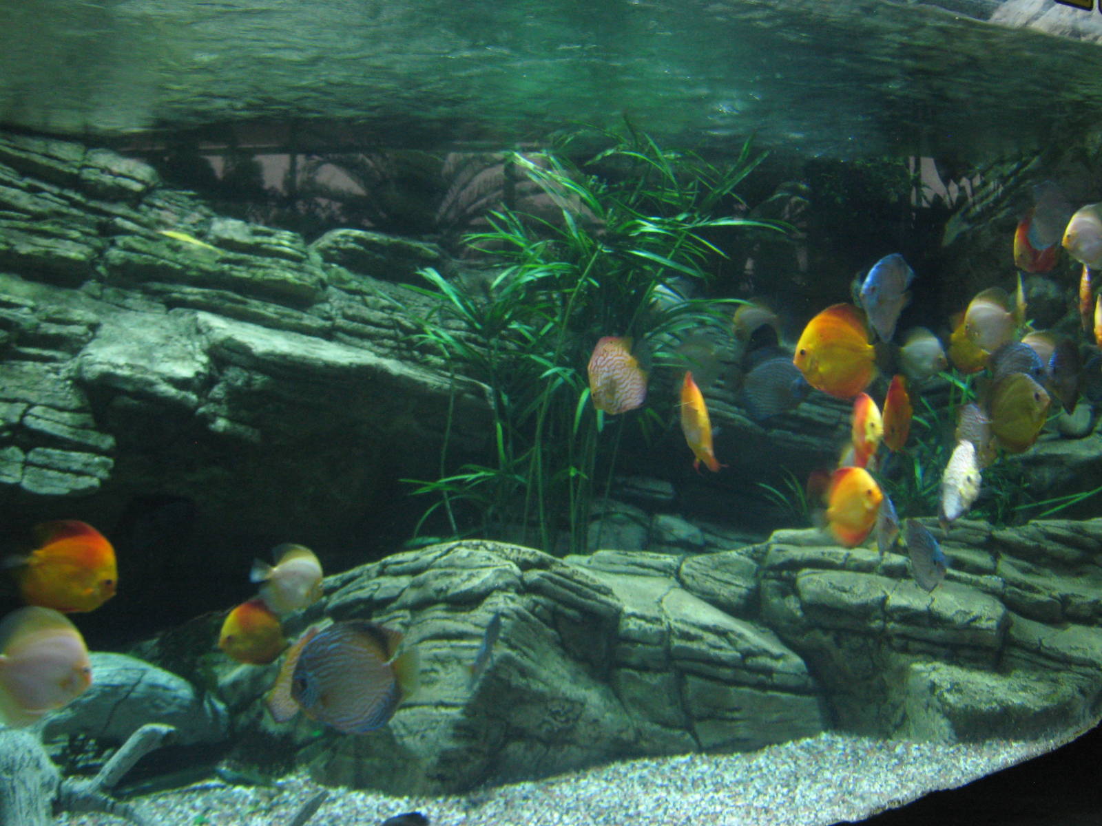 discus (Symphysodon)