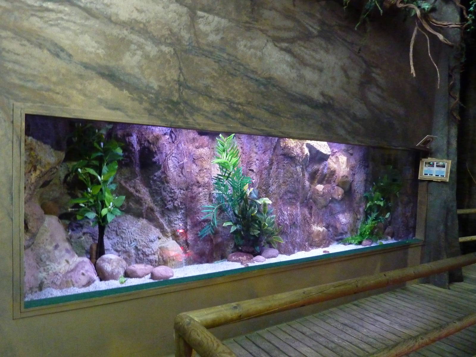 Discus tank, 10th April 2012