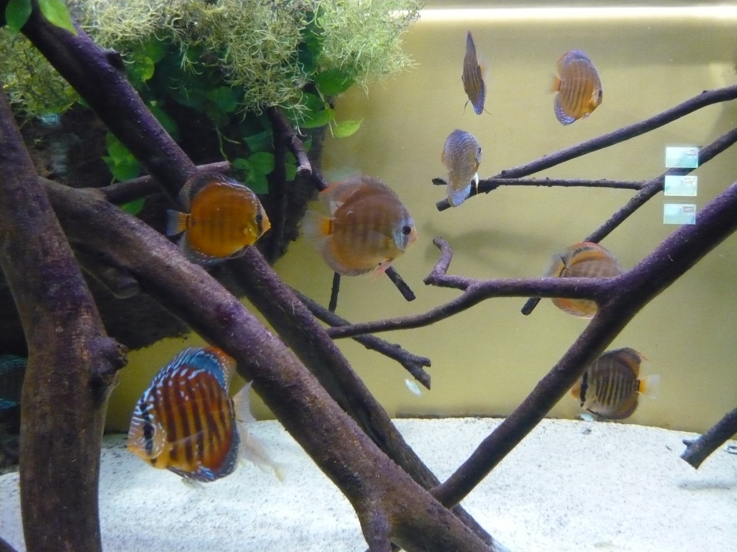 Discus tank