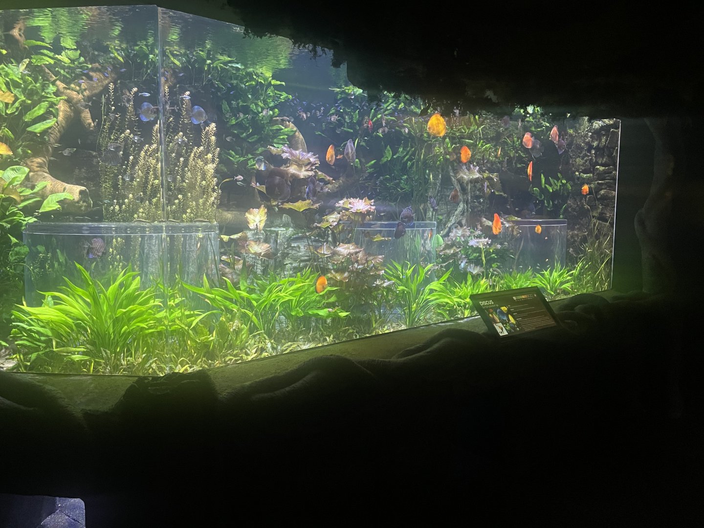 Discus Tank
