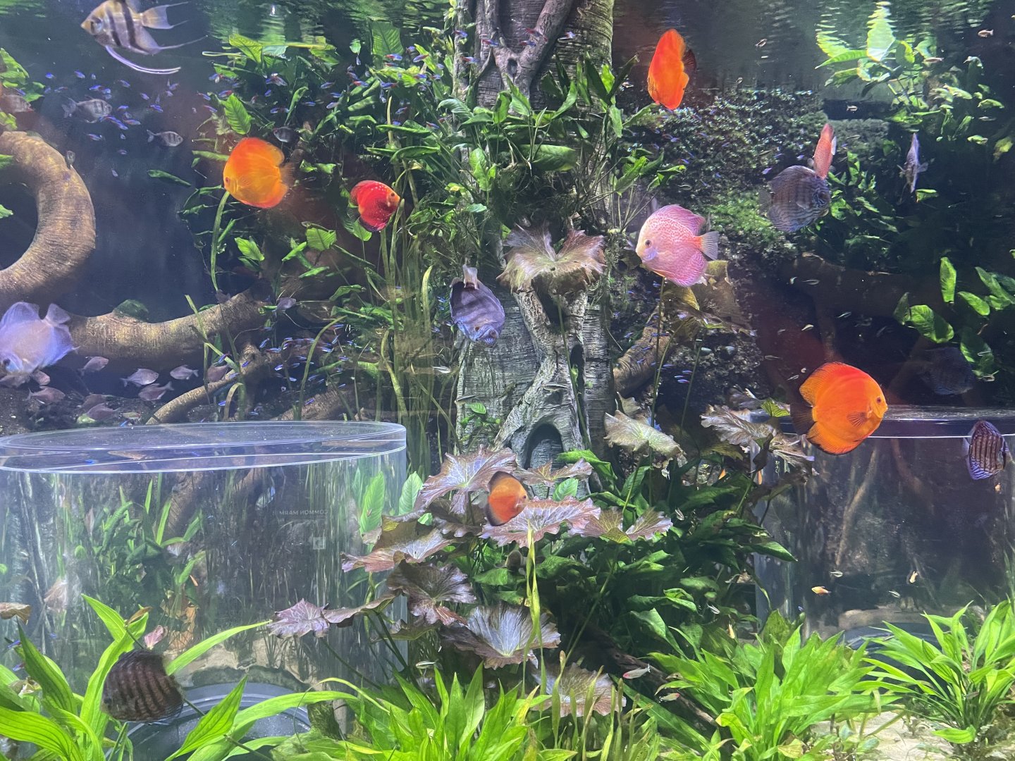 Discus Tank