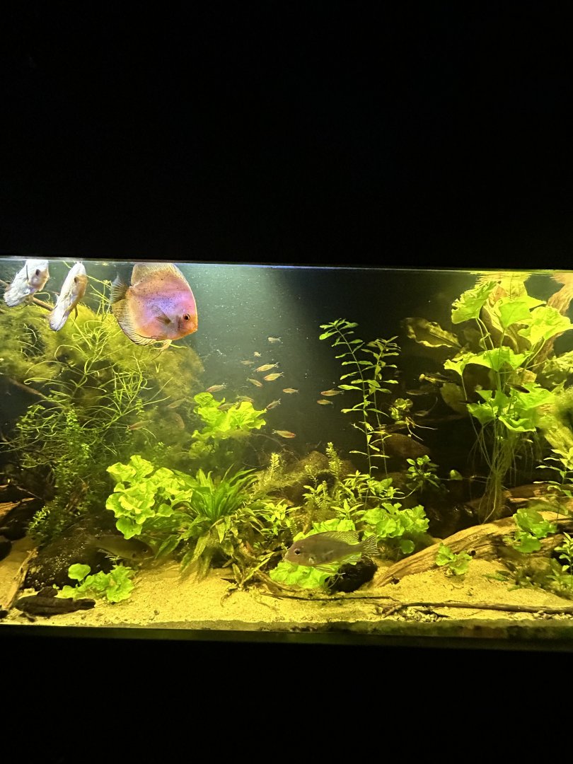 Discus tank