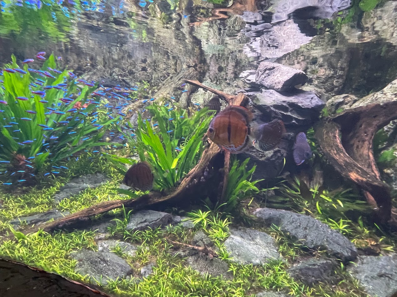 Discus & Tetras