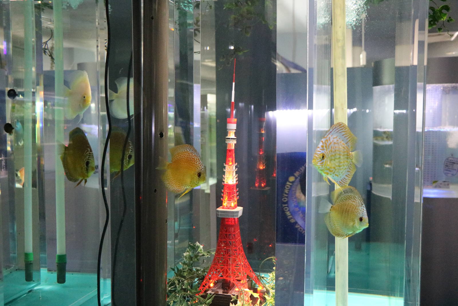 Discus with Tokyo tower model - Tokyo Tower Aquarium, February 2016