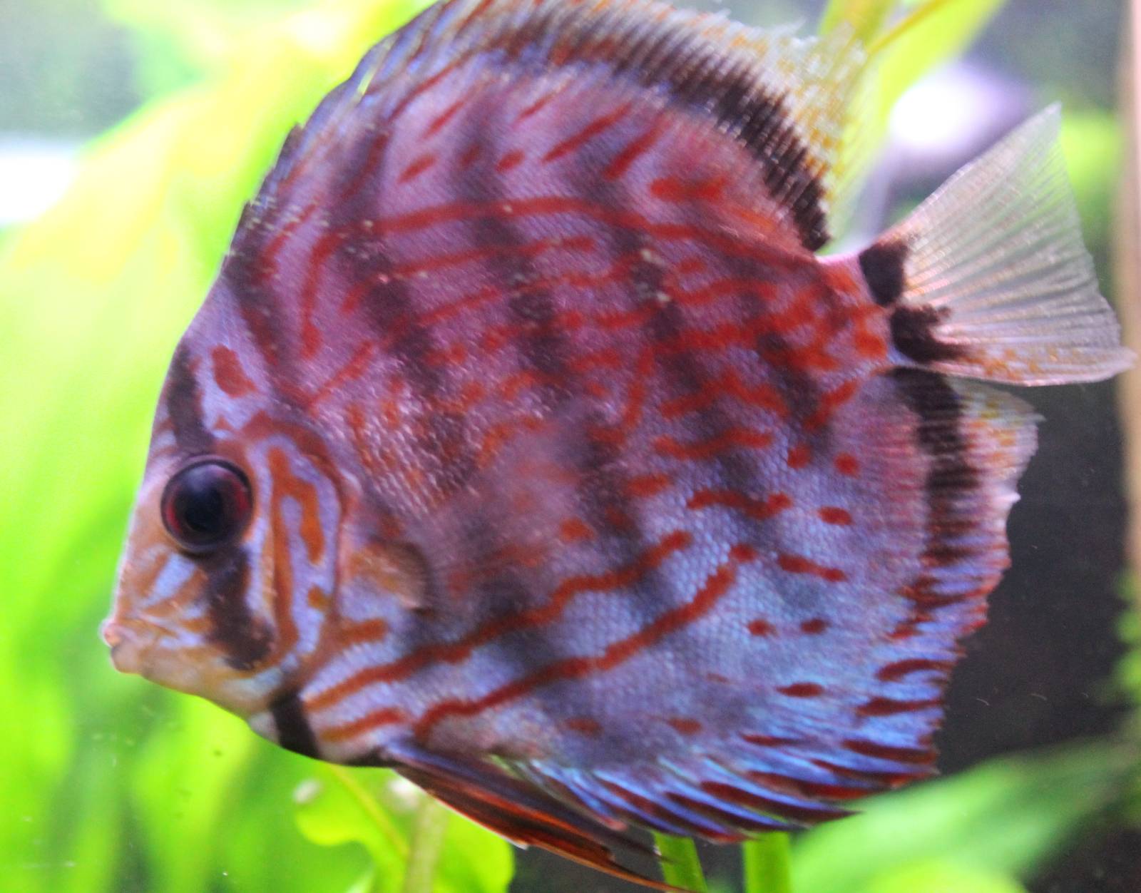 Discus