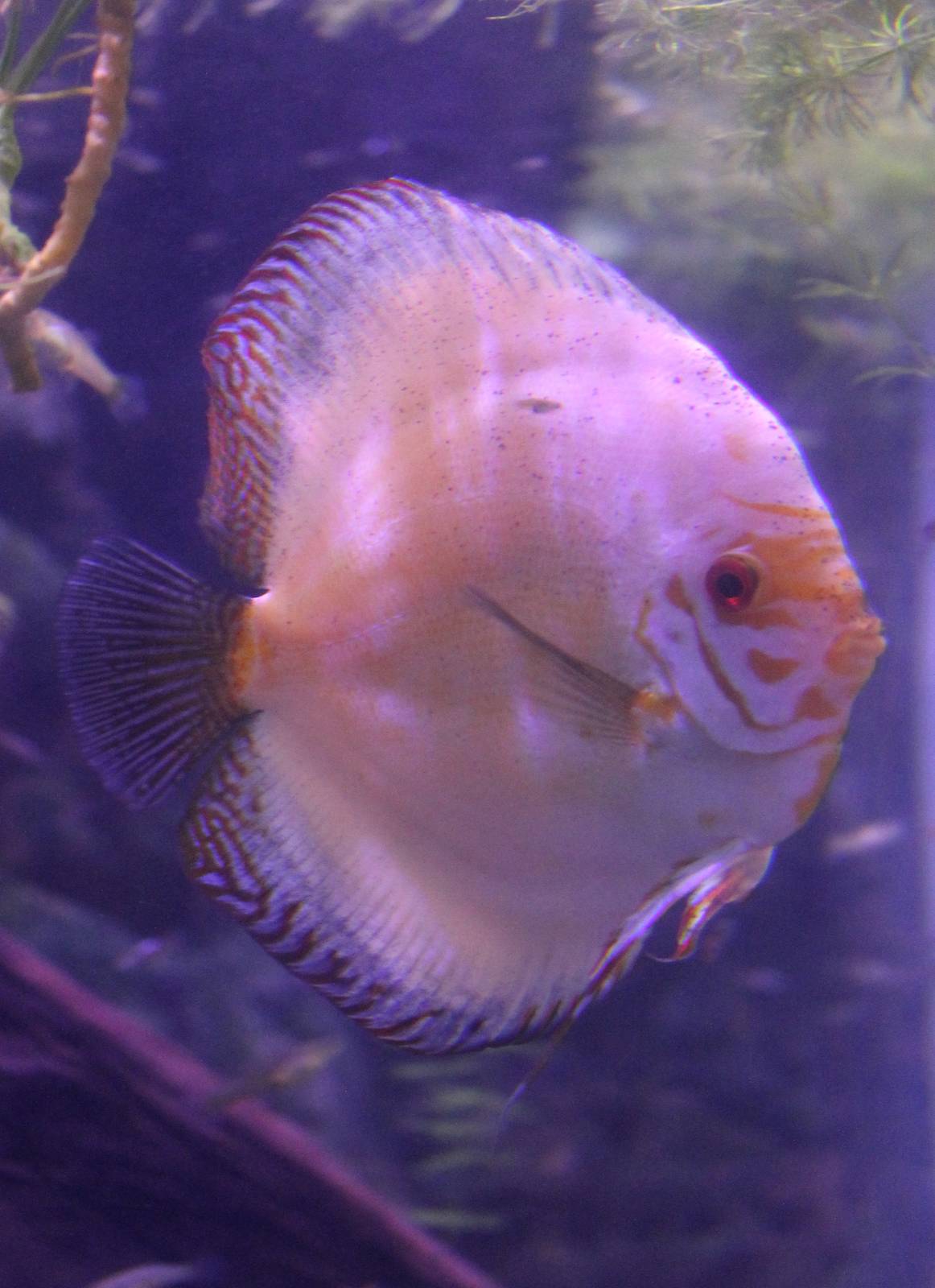 Discus