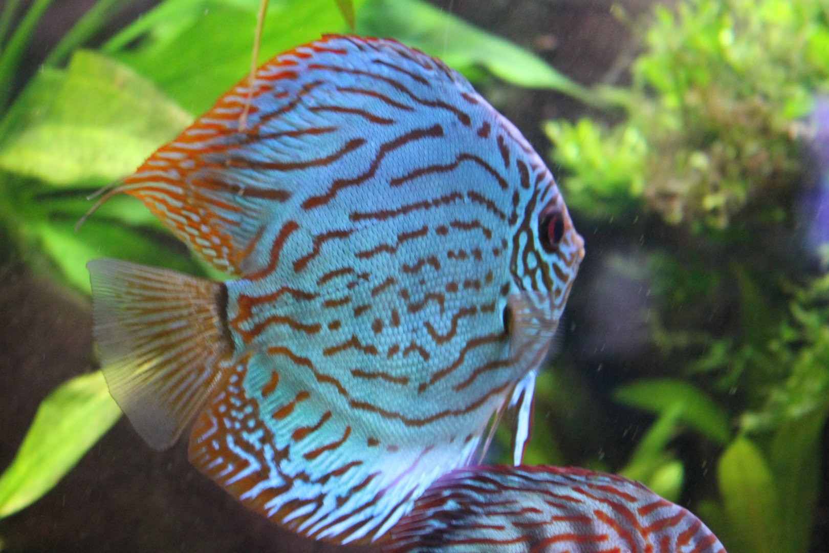 Discus