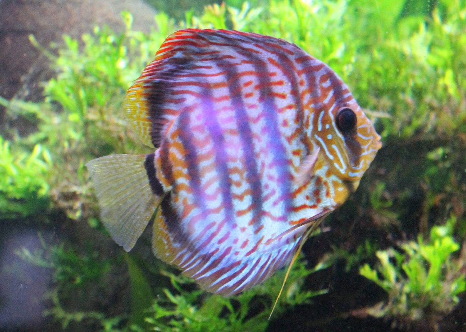 Discus